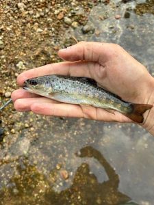Brown Trout