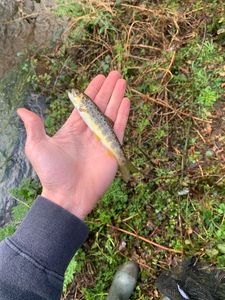 Brown Trout