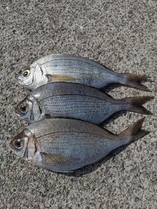 Black Seabream