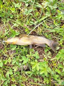 Black Bullhead