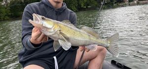 Zander