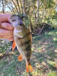 European Perch
