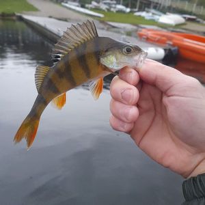 European Perch