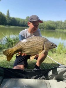 Common Carp