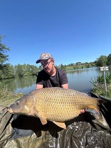 Common Carp
