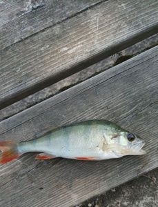European Perch