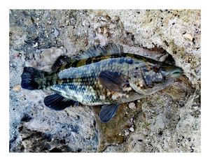 Ballan Wrasse