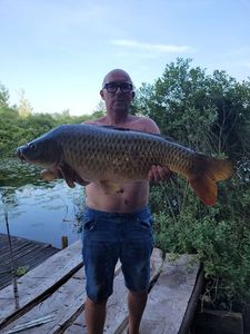 Common Carp