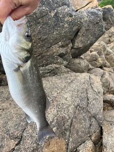European Bass (Seabass)