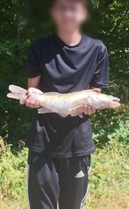 Zander