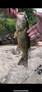 Largemouth Bass