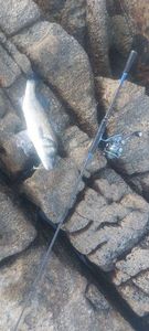 European Bass (Seabass)