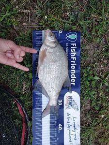 Common Bream