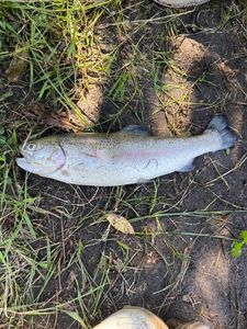 Lake Trout