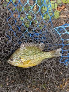 Green Sunfish