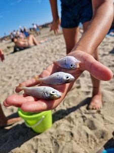 Gilthead Seabream
