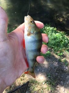European Perch
