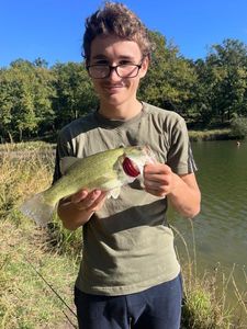 Largemouth Bass