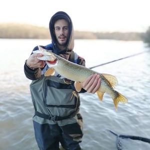 Chain Pickerel