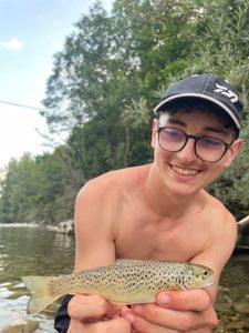 Brown Trout