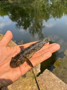 Round Goby