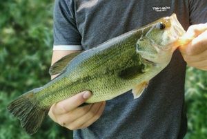 Largemouth Bass