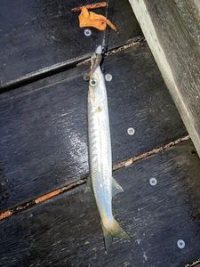 Great Barracuda
