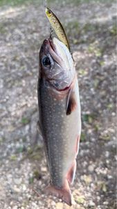 Brook Trout