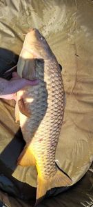 Common Carp