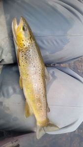 Brown Trout