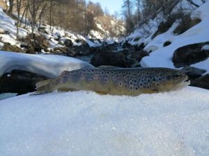 Brown Trout