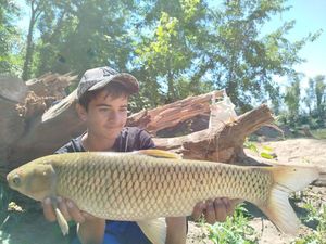 Grass Carp