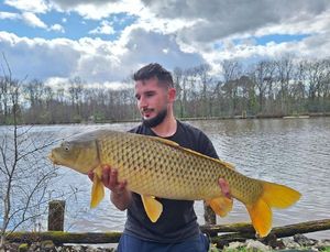 Common Carp