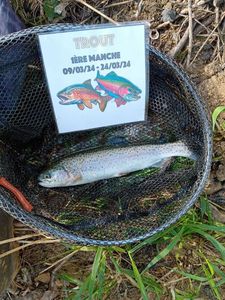 Rainbow Trout