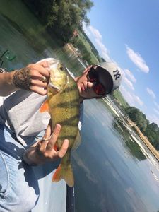 European Perch
