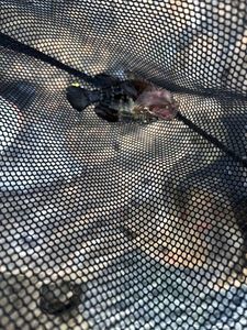 Giant Goby