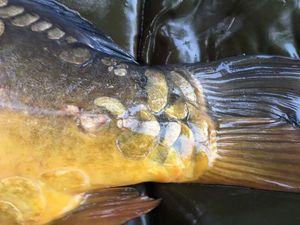Mirror Carp