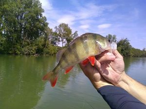 European Perch