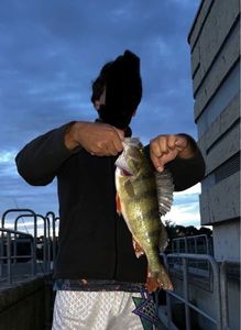 European Perch