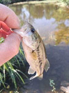 Largemouth Bass