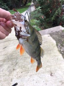 European Perch