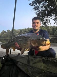 Common Carp