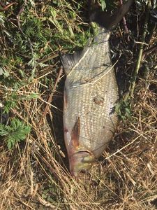 Common Bream