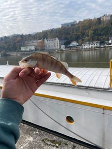 Yellow Perch