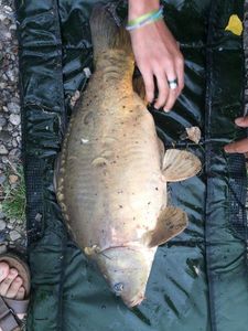 Mirror Carp