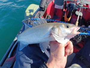 European Bass (Seabass)