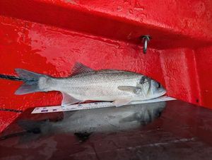 European Bass (Seabass)