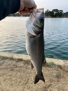 European Bass (Seabass)