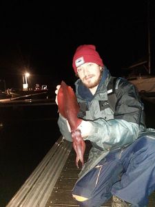 European Squid