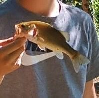 Largemouth Bass